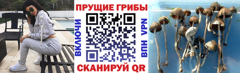 Галлюциногенные грибы MAGIC MUSHROOMS  даркнет клад  Новороссийск 
